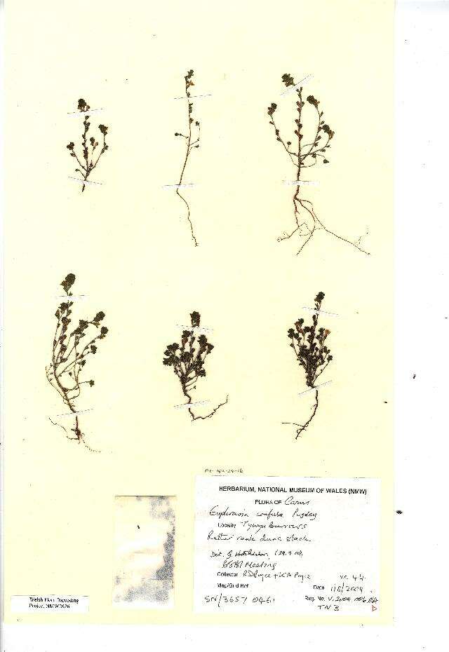 Image of Euphrasia confusa Pugsley