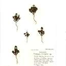 Image of Euphrasia ostenfeldii (Pugsley) Yeo