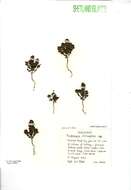 Image of Euphrasia ostenfeldii (Pugsley) Yeo