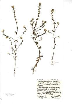 Image of Euphrasia pseudokerneri Pugsley