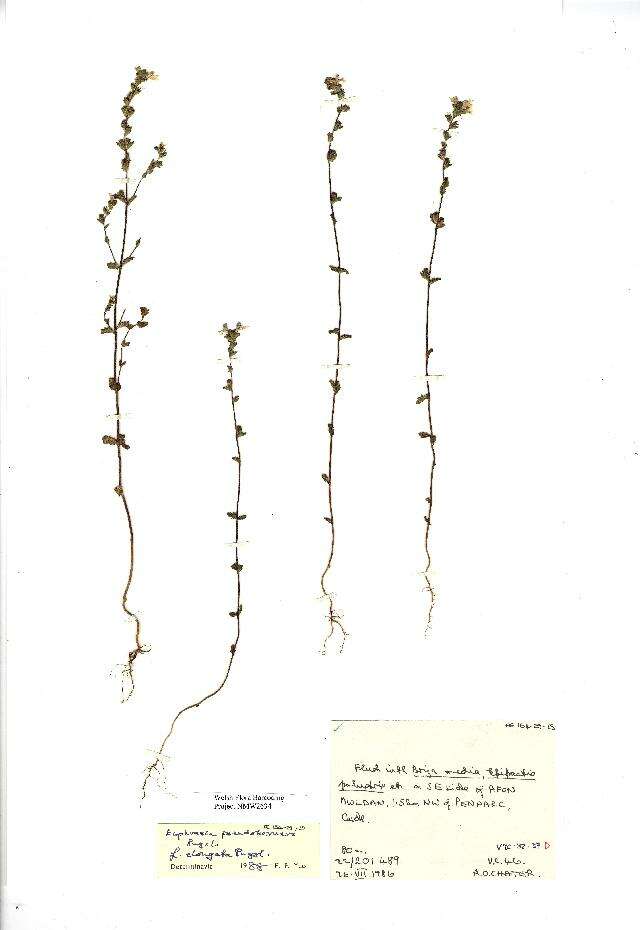 Image of Euphrasia pseudokerneri Pugsley