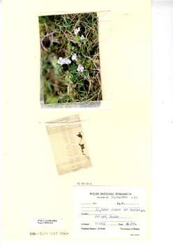 Image of Euphrasia rivularis Pugsley