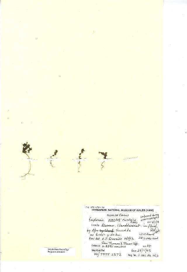 Слика од Euphrasia rivularis Pugsley