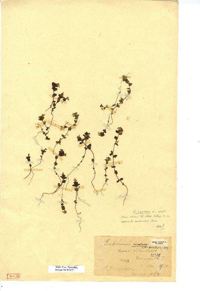 Image of Euphrasia rivularis Pugsley