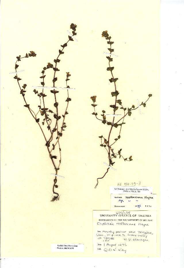 Imagem de Euphrasia officinalis subsp. officinalis