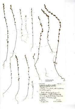 Imagem de Euphrasia scottica Wettst.