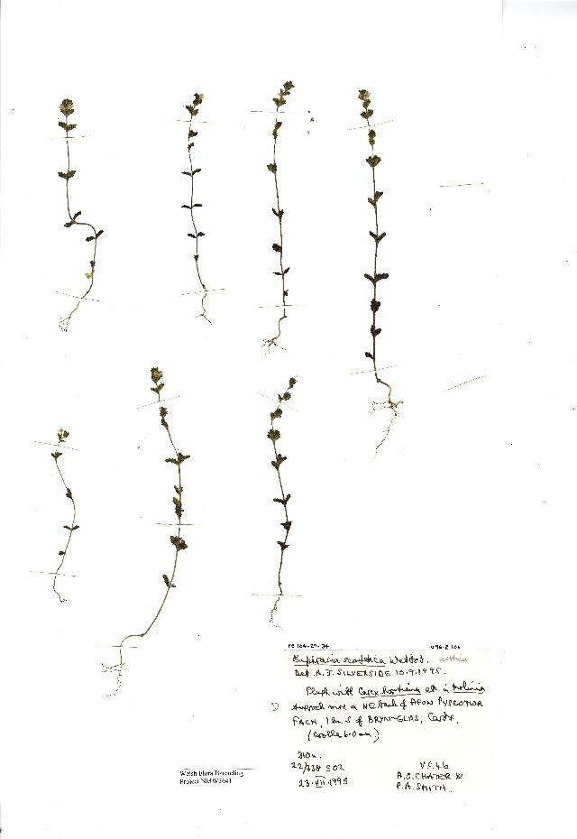 Imagem de Euphrasia scottica Wettst.