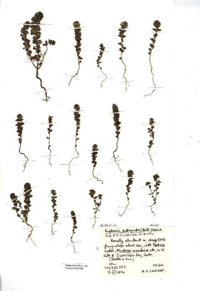 Слика од Euphrasia tetraquetra (Breb.) Arrondeau