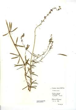 Image of pale toadflax