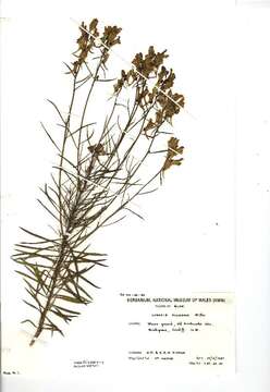 Image of Common Toadflax