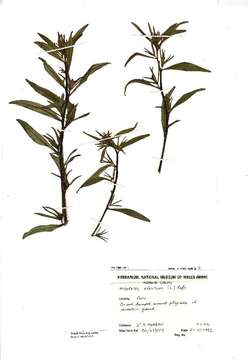 Image of linearleaf snapdragon