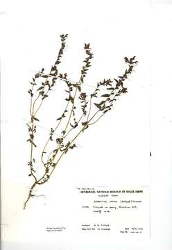 Image of red bartsia