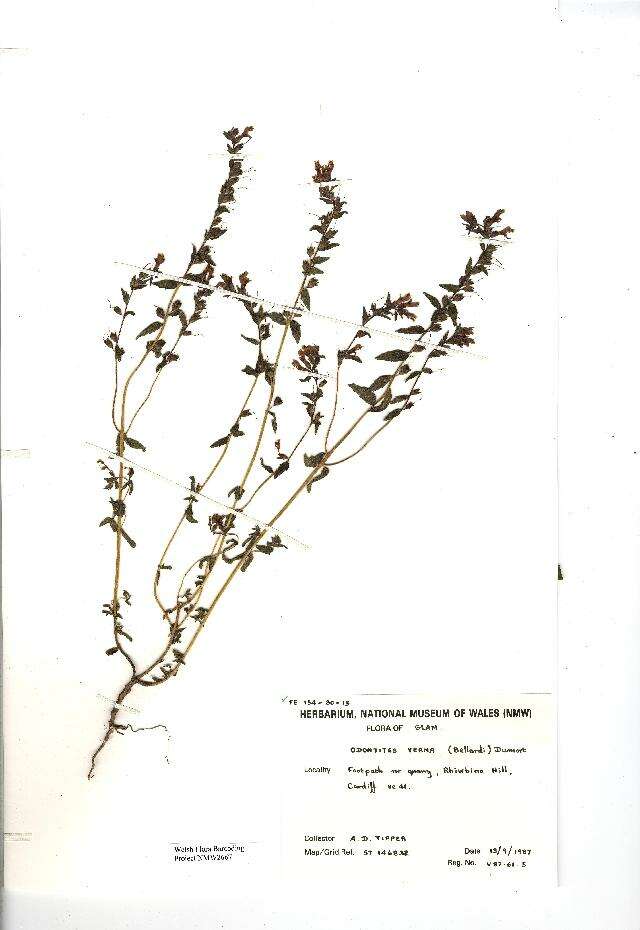 Image of red bartsia