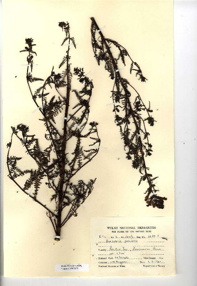 Imagem de Pedicularis palustris L.