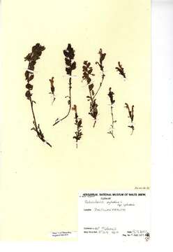 Image of lousewort