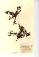 Image of lousewort