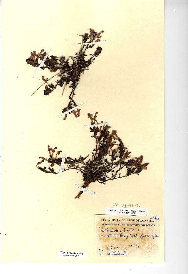 Image of lousewort