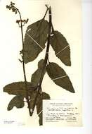 Imagem de Scrophularia auriculata L.