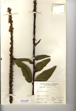 Verbascum nigrum L. resmi