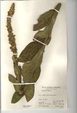 Image of Great Mullein