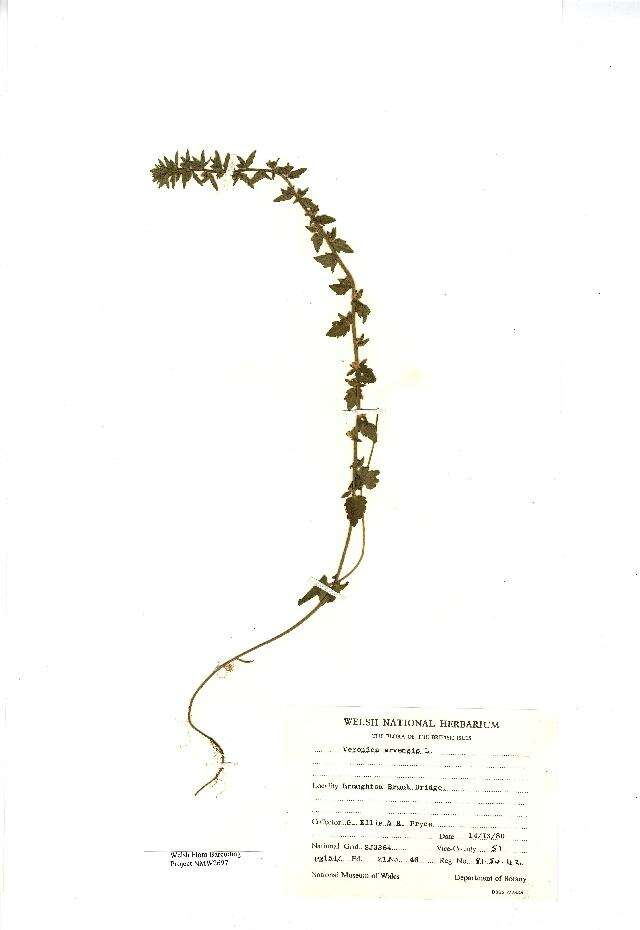Image of common speedwell