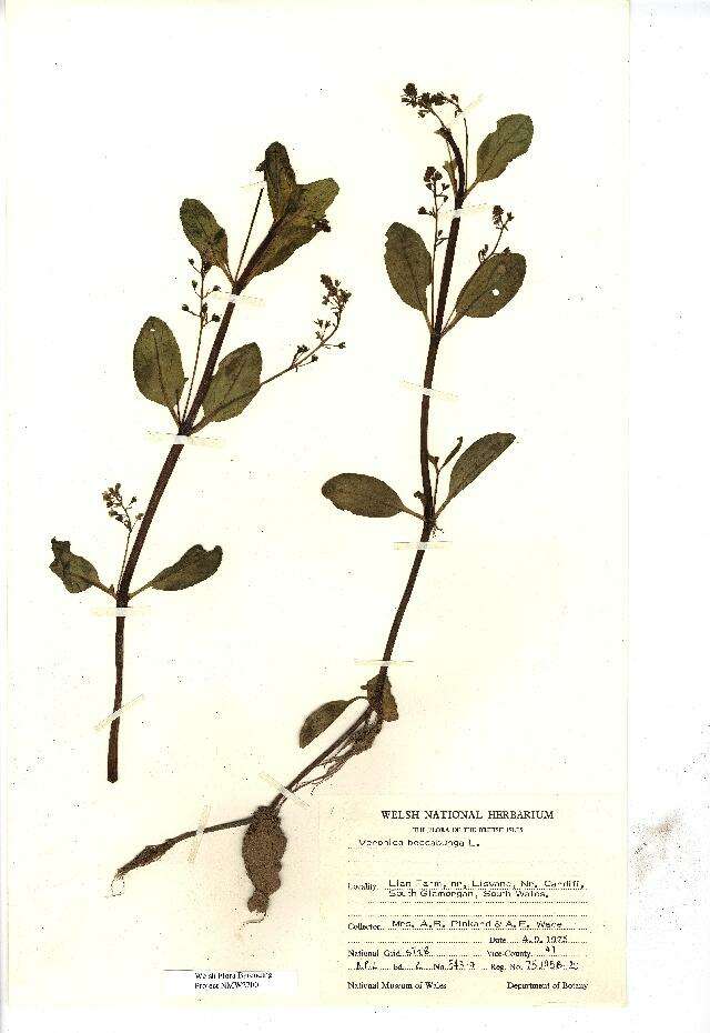 Image of brooklime, water, marsh speedwell