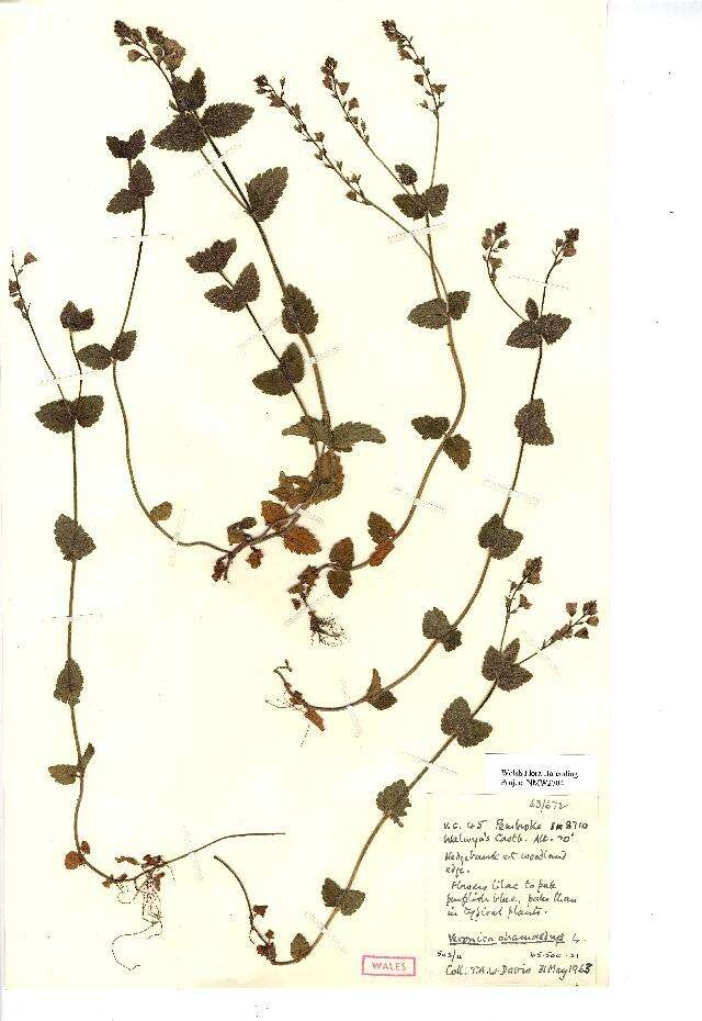 Image of bird's-eye speedwell