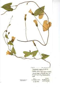 Image of Hedge Bindweed