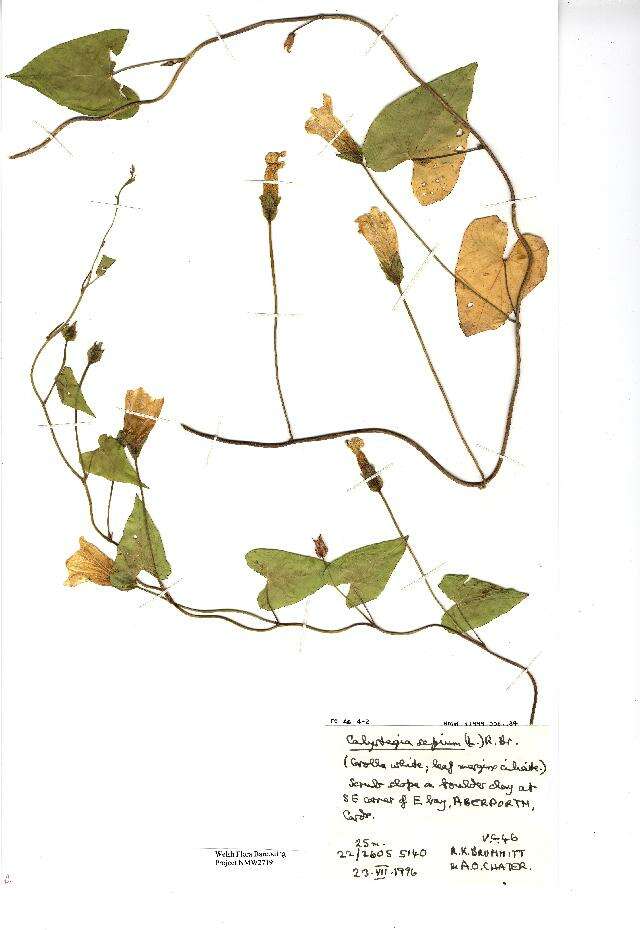 Image of Hedge Bindweed