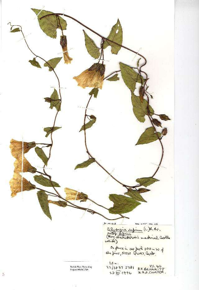 Image of Hedge Bindweed