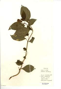 Plancia ëd Atropa belladonna L.