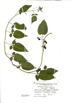 Image of bittersweet, woody nightshade