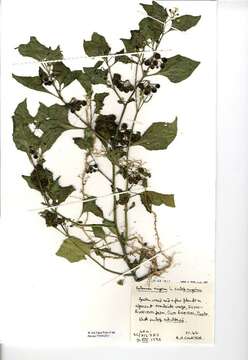 Image of European Black Nightshade