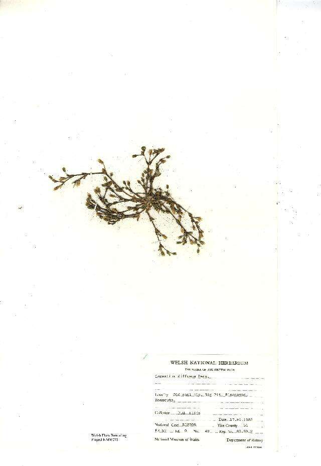 Image of fourstamen chickweed