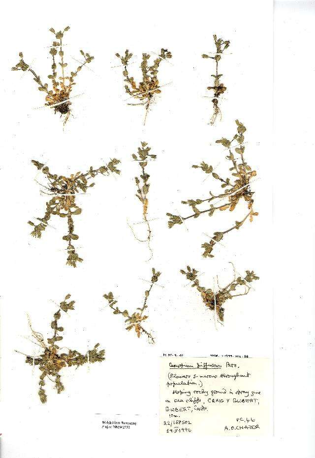 Image of fourstamen chickweed