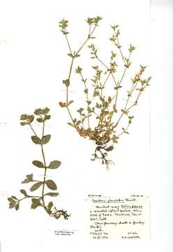 Image of sticky chickweed