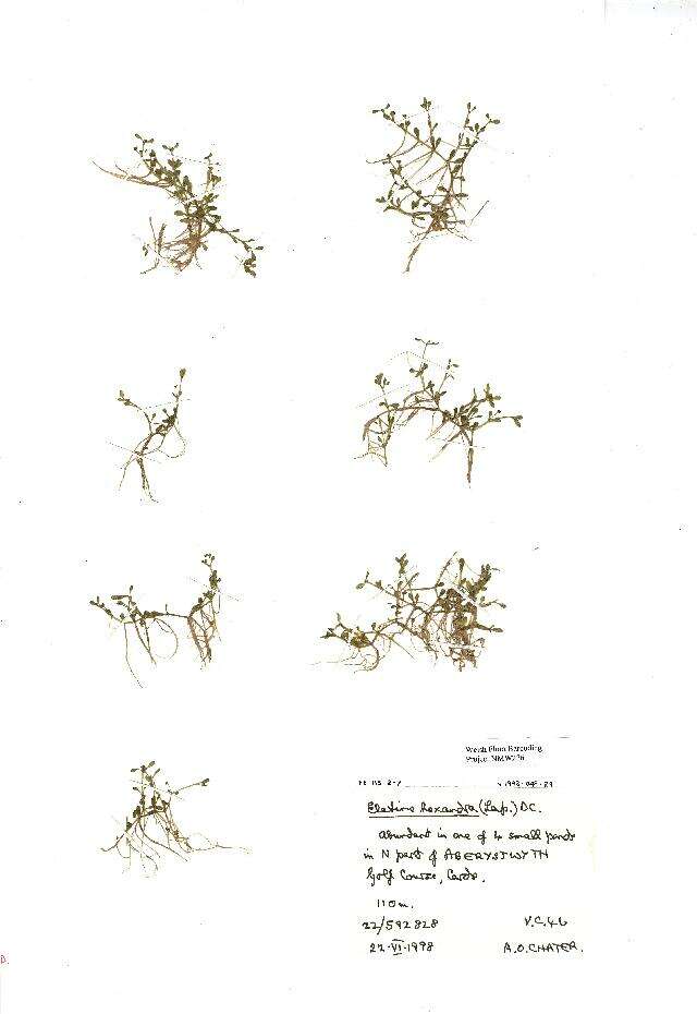 Image of Elatine hexandra (Lapierre) DC.