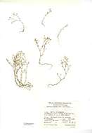Image of slender-leaf sandwort