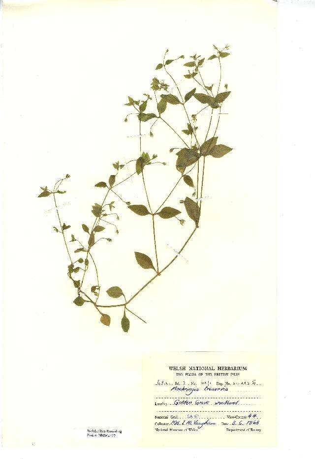 Plancia ëd Moehringia trinervia (L.) Clairv.