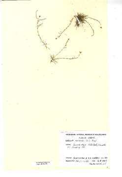 Image of knotted pearlwort