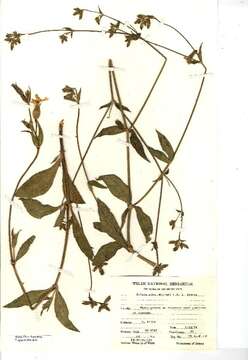 Image of Bladder Campion