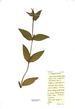 Слика од Silene latifolia Poir.