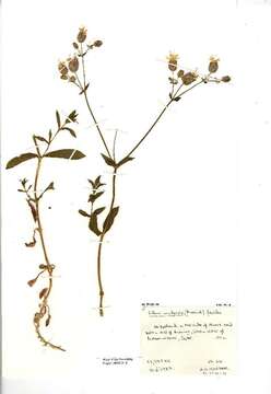 Image of Bladder Campion