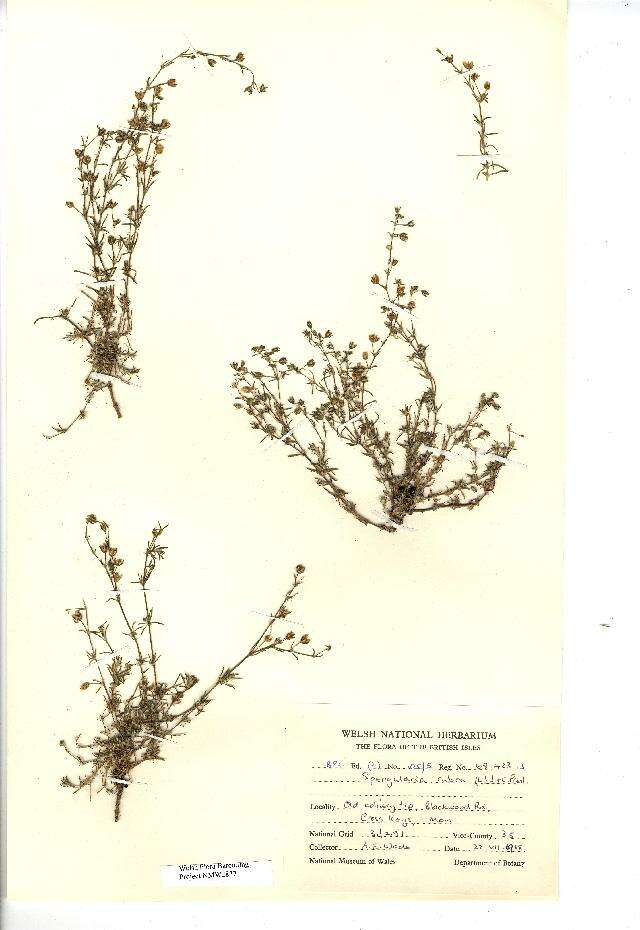 Image of Spergularia rubra