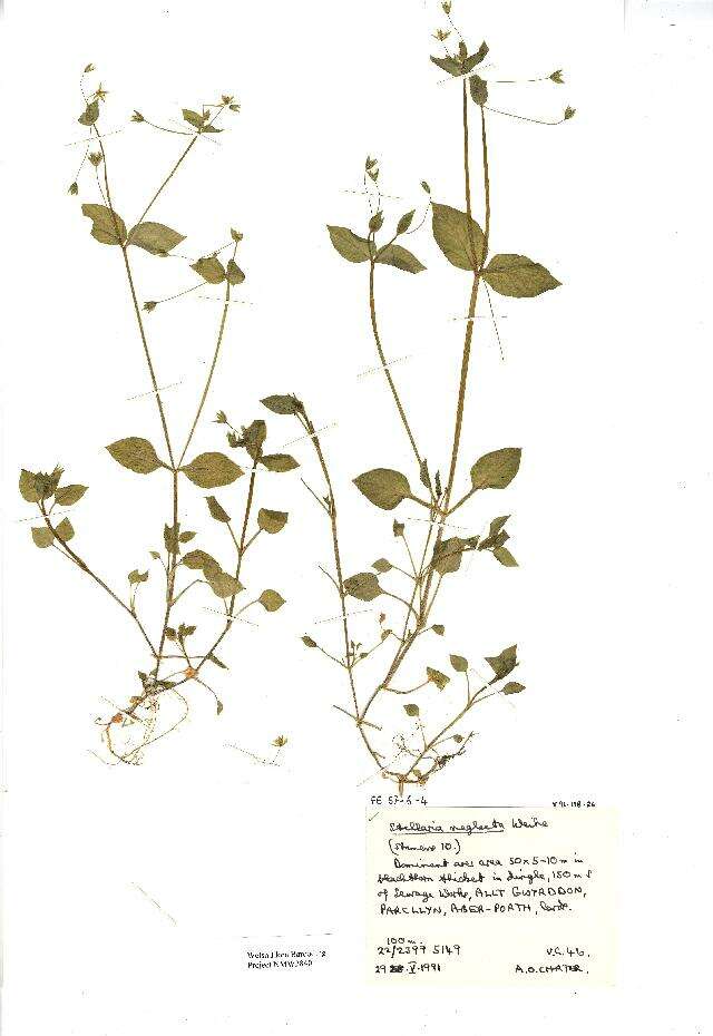 Image of greater chickweed