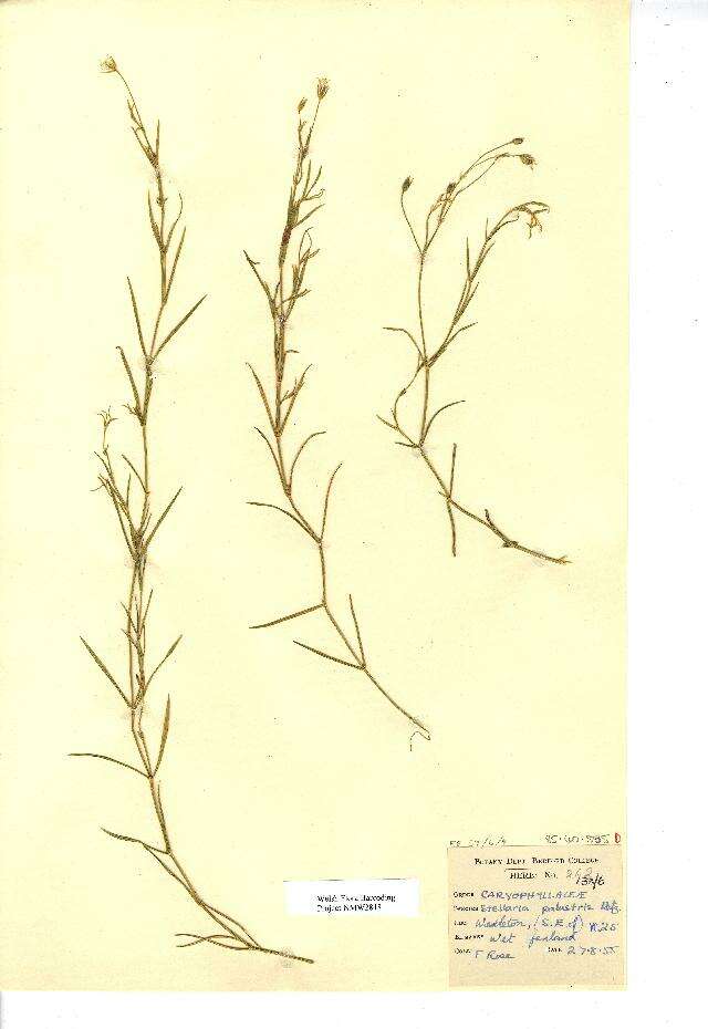 Image of marsh stitchwort