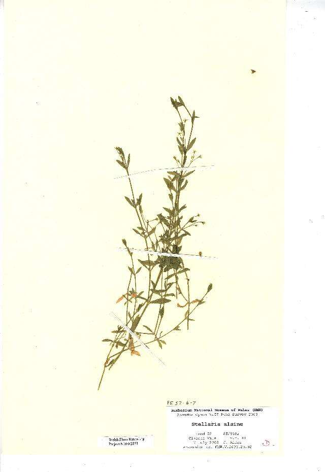 Image of Bog Chickweed