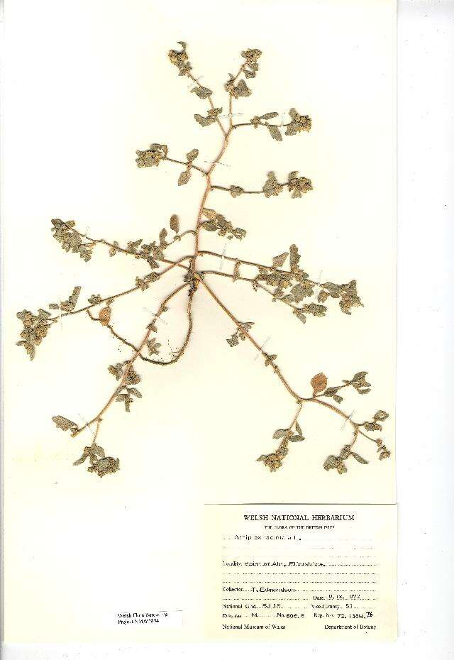 Image de Atriplex laciniata L.