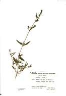 Image of spear saltbush