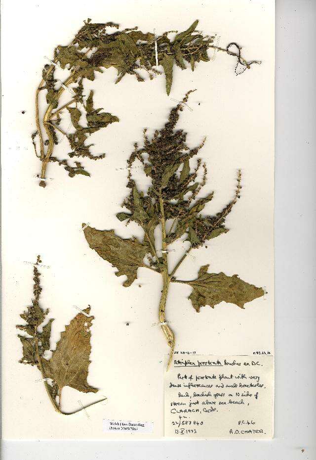 Image of hastate orache,spear-leaved orache